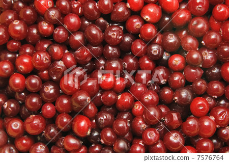 Red cowberry Red cowberry 7576764