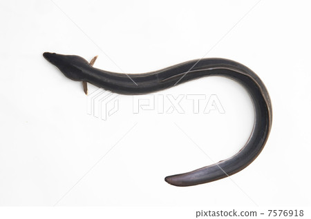 eel eel 7576918