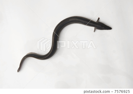 eel eel 7576925