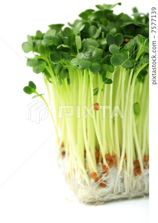 注意：蘿蔔蘿蔔 7577139