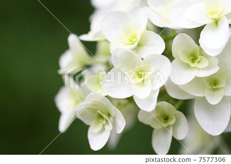 Clear Kashiwaba Hydrangea 7577306