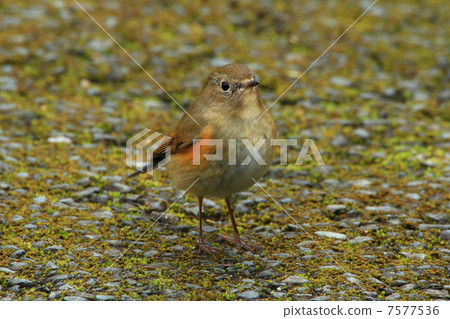 Female of Ruribitaki Female of Ruribitaki 7577536