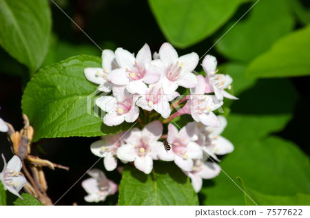 Weigela and bee ♪ Weigela and bee ♪ 7577622