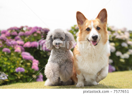 Corgi, poodle and hydrangea Corgi, poodle and hydrangea 7577651
