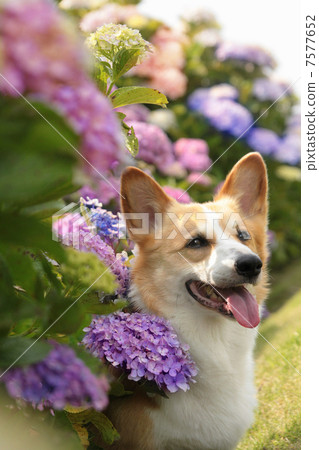 柯基犬和繡球花 柯基犬和繡球花 7577652