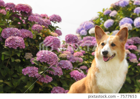 Corgi and hydrangea 7577653