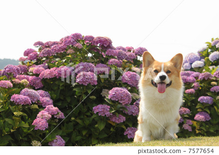 繡球花和柯基犬 7577654