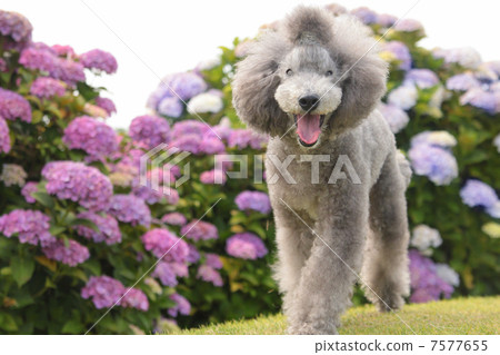 Poodle and hydrangea Poodle and hydrangea 7577655