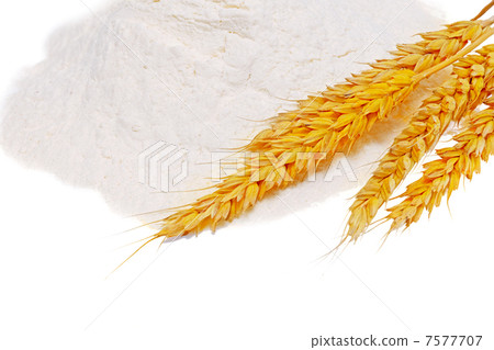 Spikelets of wheat on flour spillage.Isolated. 7577707