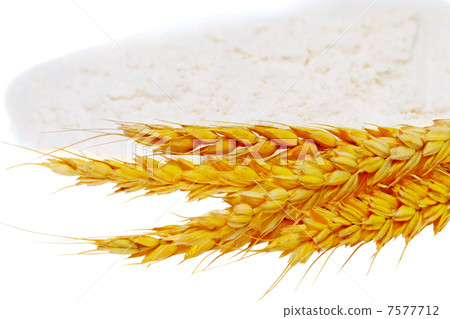 Spikelets of wheat on flour spillage.Isolated. 7577712