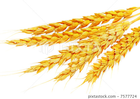 Wheat ears lie. Isolated on white background Wheat ears lie. Isolated on white background 7577724