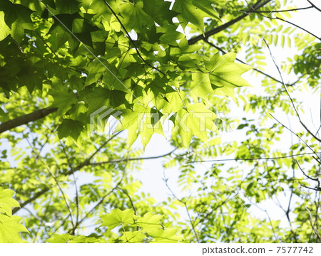 Fresh green maple 7577742