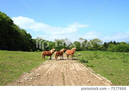北海道三匹小馬 7577808