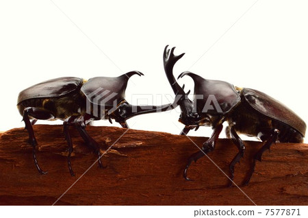 Battle on domestic beetle bark between bark White Back background Battle on domestic beetle bark between bark White Back background 7577871