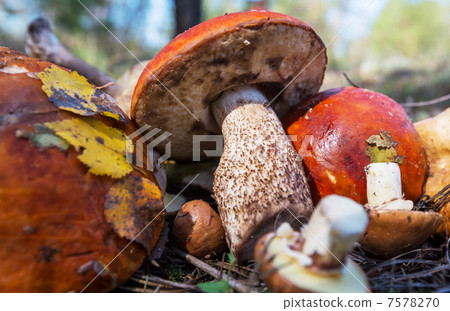 Mushroom Mushroom 7578270