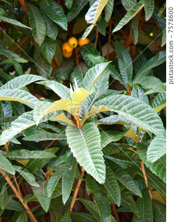 "Loaf leaves" used for health care "Loaf leaves" used for health care 7578600