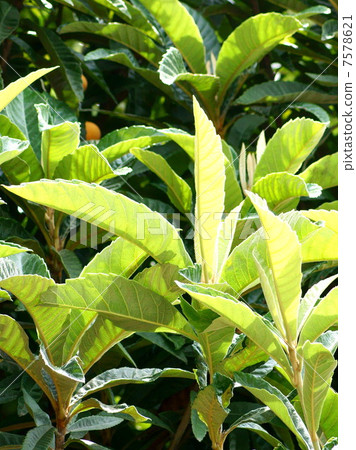 用於保健的“麵包葉” 7578621