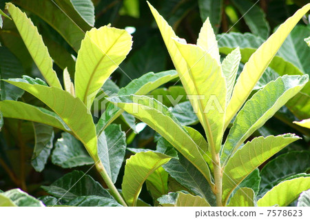 用於保健的“麵包葉” 用於保健的“麵包葉” 7578623