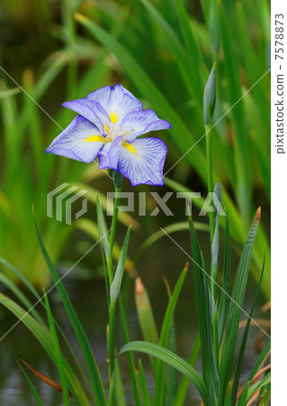 Horikiri is iris garden in the double flower of irises · universe Horikiri is iris garden in the double flower of irises · universe 7578873