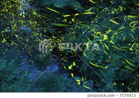 Firefly going to Kawazoe 7578913