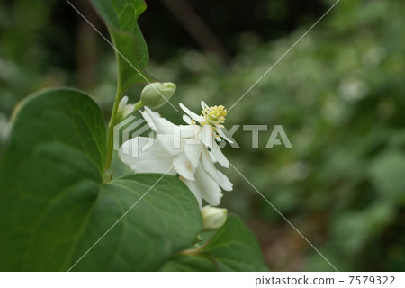 Yaedokudatami雙米植物 7579322