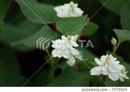 Yaedokudatami雙米植物 7579324