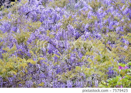 在紫藤架上 7579425