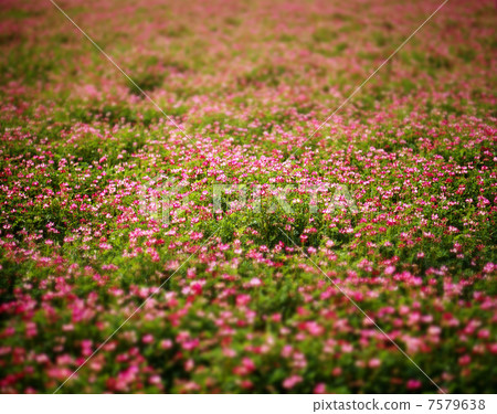 黃芪花 7579638