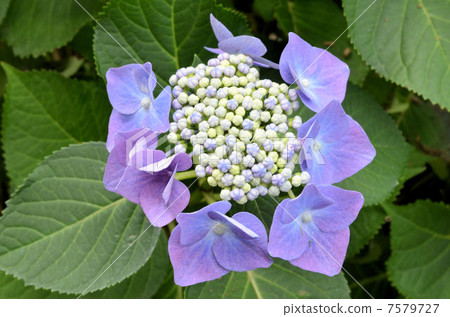 Gaku hydrangea Gaku hydrangea 7579727