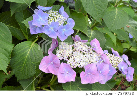 Gaku hydrangea Gaku hydrangea 7579728