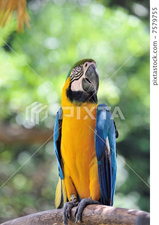 Ruri Macawo Ruri Macawo 7579755