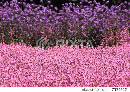 Flower radish and Fukuro Nadesico Flower radish and Fukuro Nadesico 7579817