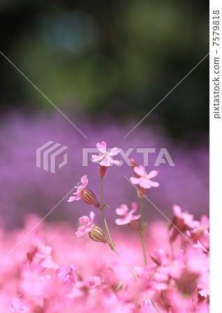 花蘿蔔和Fukuro Nadesico 7579818