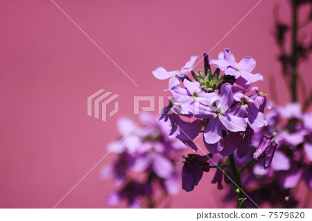 花蘿蔔和Fukuro Nadesico 7579820