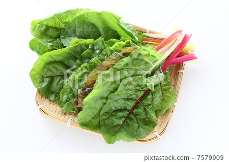 瑞士甜菜 7579909