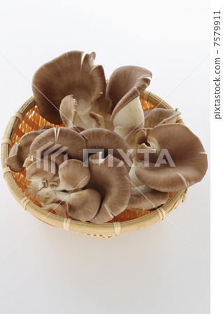 Abalone mushroom Abalone mushroom 7579911