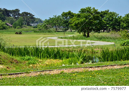 Tamagawa-mumn walk / prefectural Tama Arin Num Park 7579977