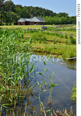Tamagawa-mumn walk / prefectural Tama Arin Num Park 7579978