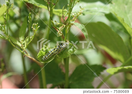 The larva of the yellow-tailed beard that eats three leaves 1 7580089