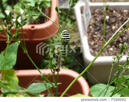 Molten squirrel larva Molten squirrel larva 7580092