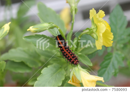 Larvae of Pinus thunberg stuck in pansy Larvae of Pinus thunberg stuck in pansy 7580093