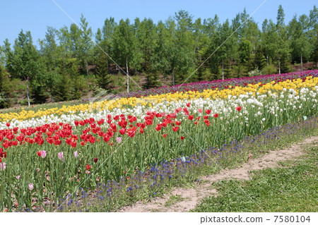 Tulip field Tulip field 7580104