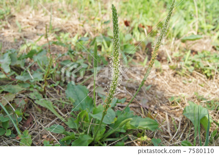 Plantagon Flower 7580110