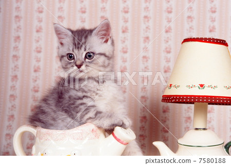 Country goods and kitten Country goods and kitten 7580188