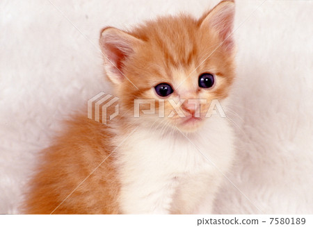 可愛的小貓 可愛的小貓 7580189