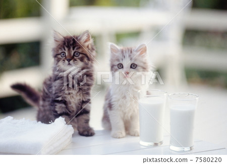Two kitten Two kitten 7580220