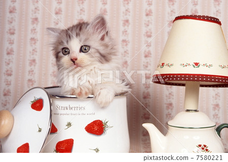 Country goods and kitten Country goods and kitten 7580221