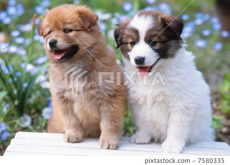 好朋友小狗 好朋友小狗 7580335