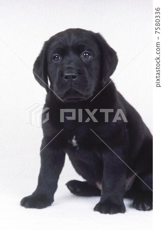 拉布拉多獵犬 拉布拉多獵犬 7580336