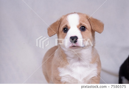Corgi Corgi 7580375